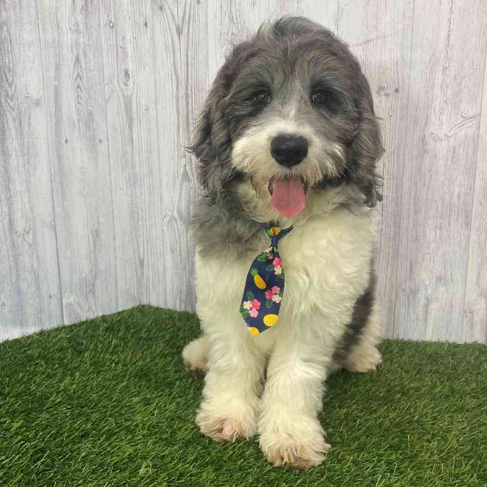 Male Mini Goldendoodle 2nd Gen Puppy for Sale in Saugus, MA