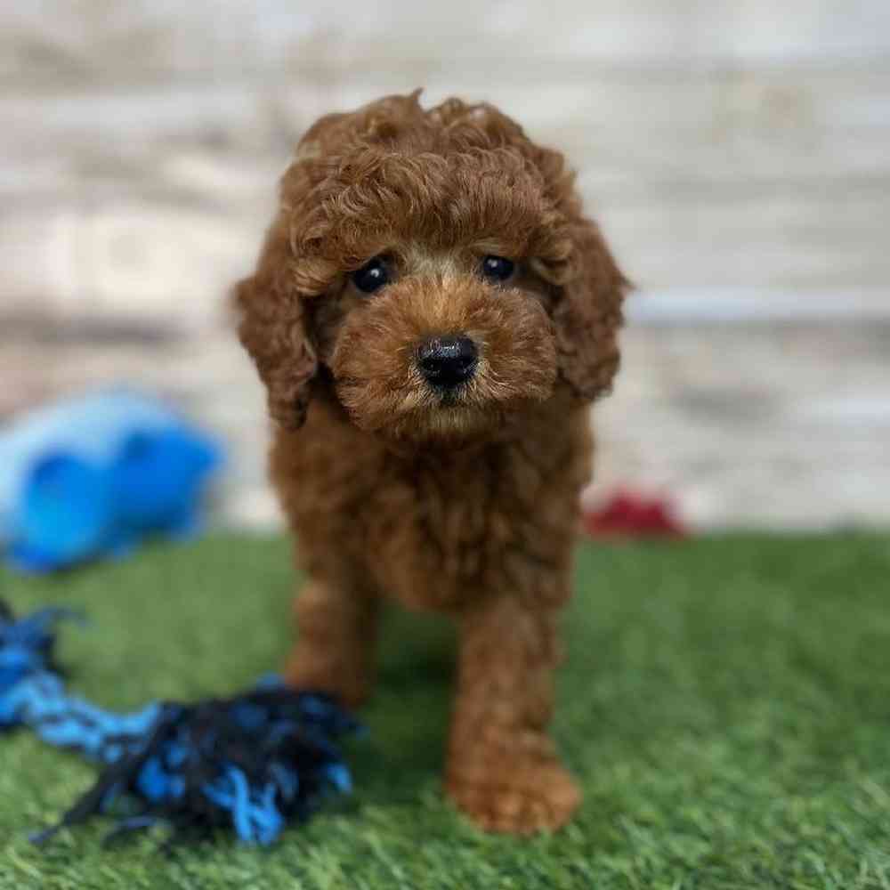 Male Mini Labradoodle 2nd Gen Puppy for Sale in Saugus, MA