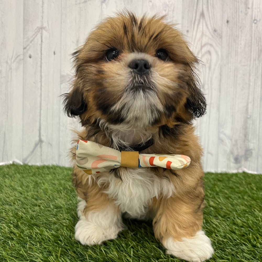 Male Shih-Apso Puppy for Sale in Braintree, MA