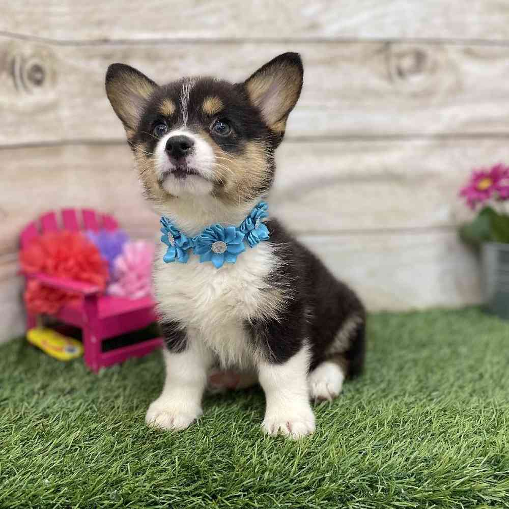 Female Pembroke Welsh Corgi Puppy for Sale in Braintree, MA