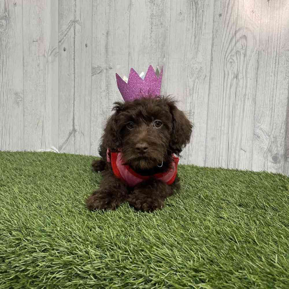 Female Mini Labradoodle 2nd Gen Puppy for sale