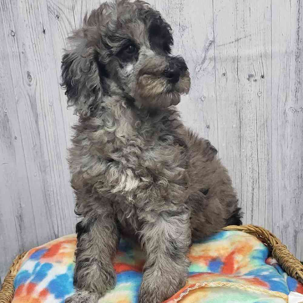 Male Poodle Moyen (Medium) Puppy for Sale in Saugus, MA