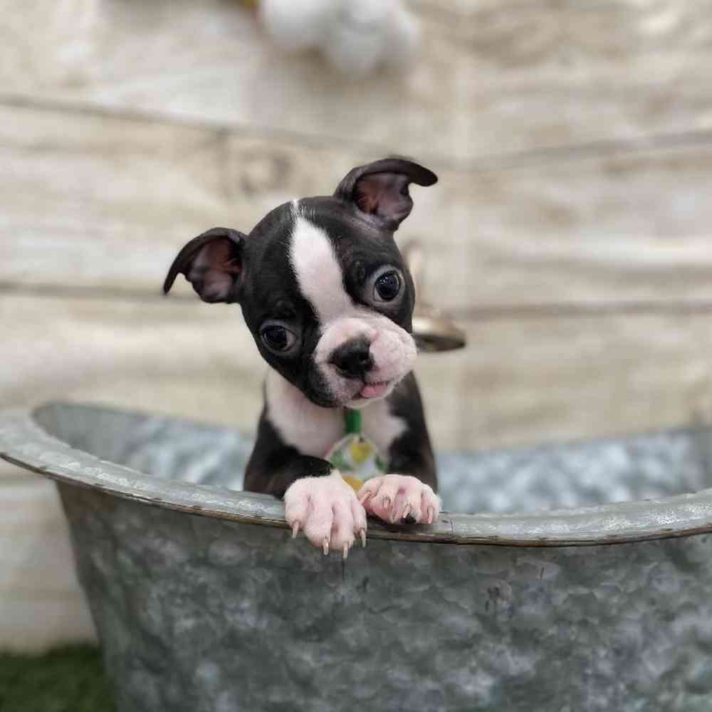 Male Boston Terrier Puppy for Sale in Braintree, MA