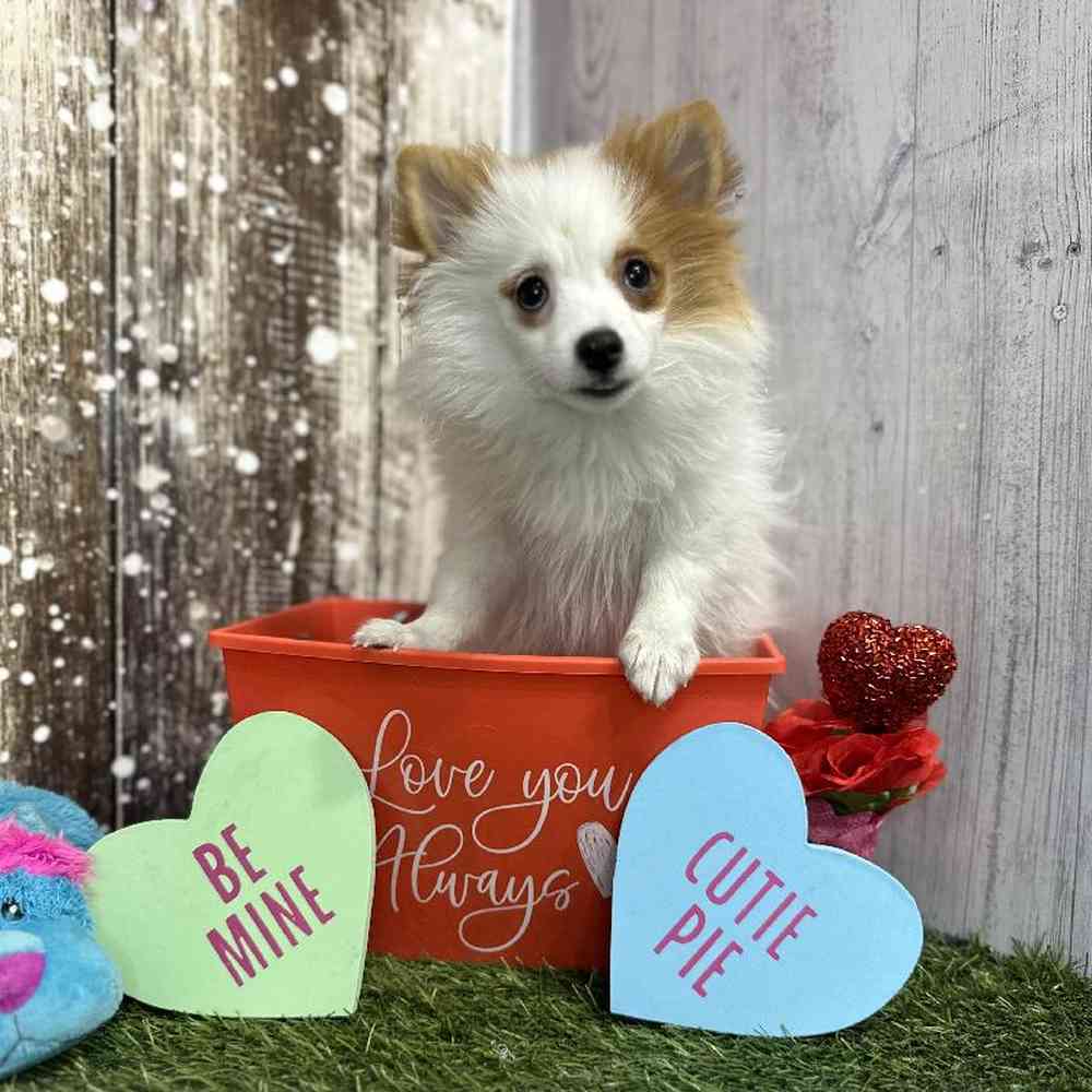 Male Pomeranian Puppy for Sale in Saugus, MA