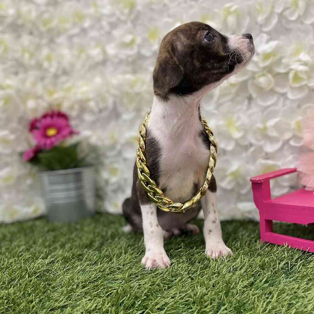 Male Boglen Terrier Puppy for Sale in Braintree, MA
