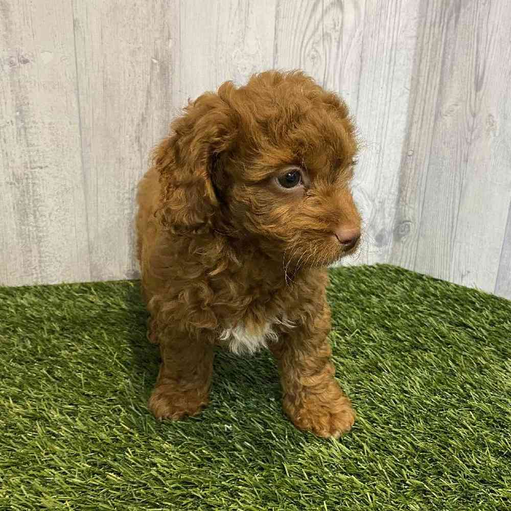 Female Cavapoo Puppy for sale