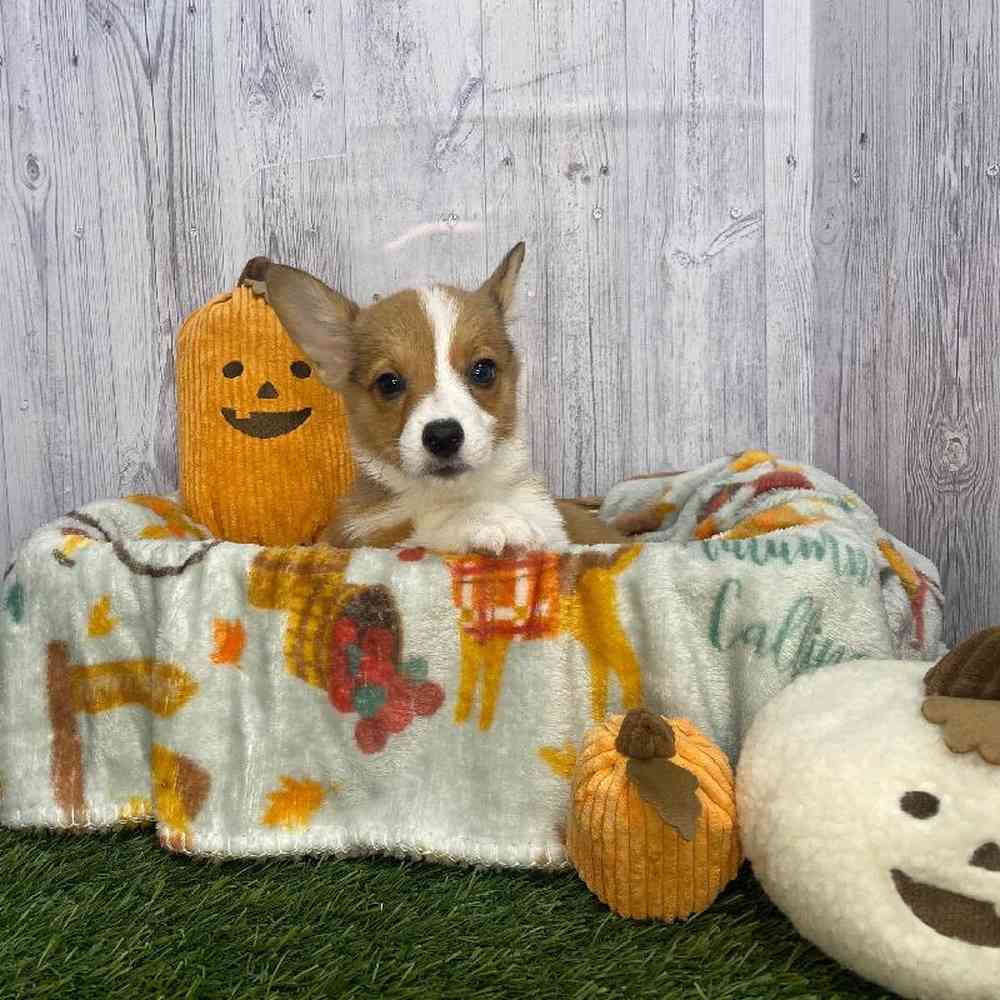 Female Pembroke Welsh Corgi Puppy for Sale in Saugus, MA