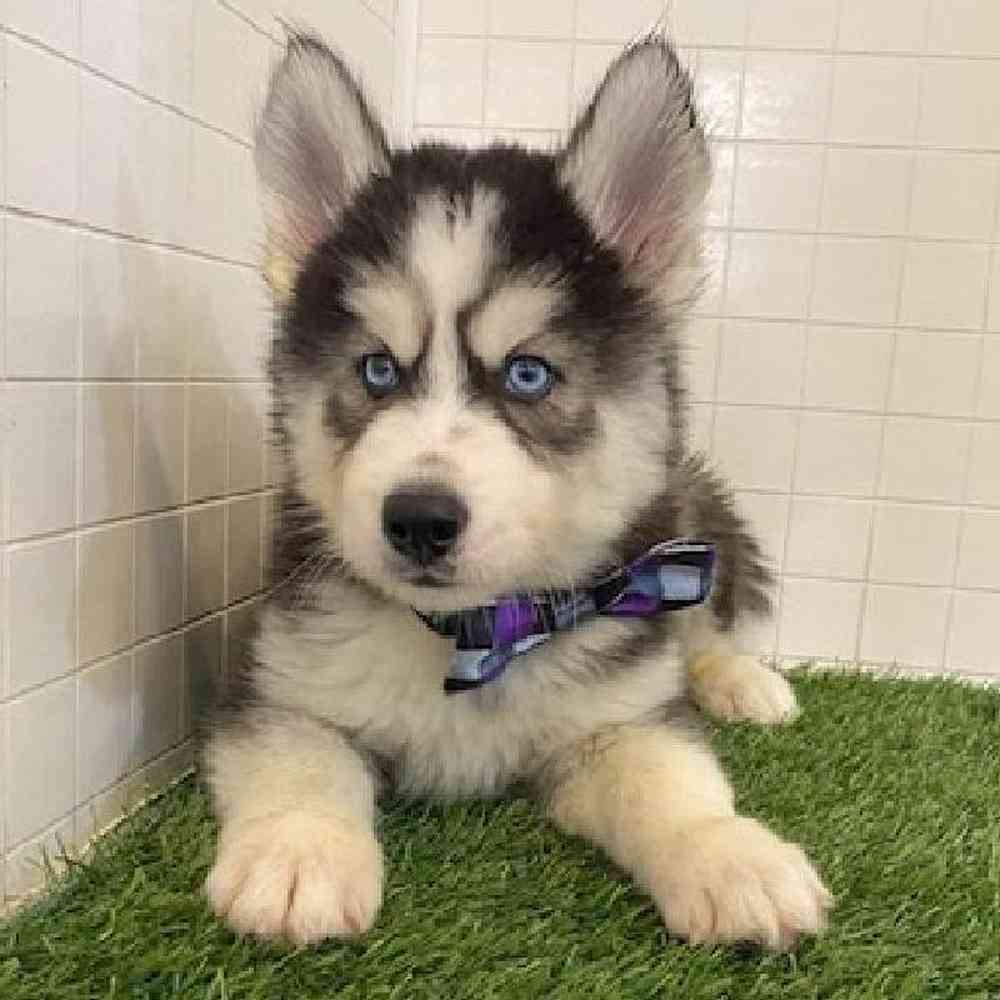 Male Siberian Husky Puppy for sale