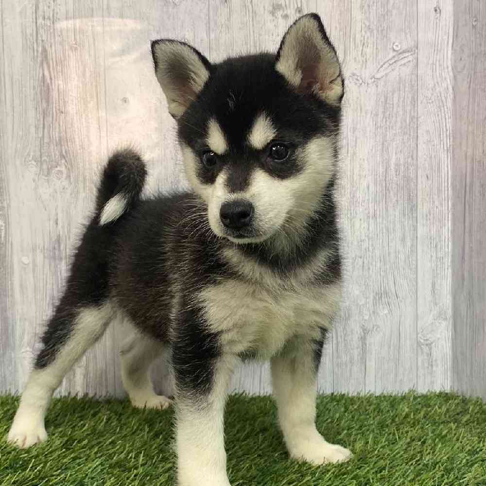 Female Alaskan Klee Kai Puppy for Sale in Saugus, MA