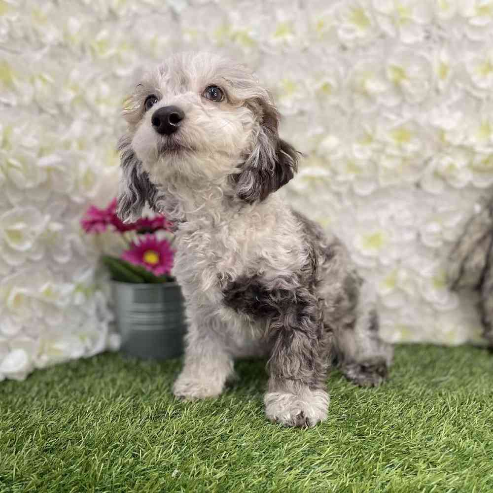 Male Poodle Toy Puppy for Sale in Braintree, MA