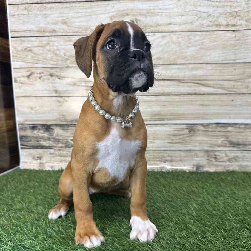 Female Boxer Puppy for Sale in Saugus, MA