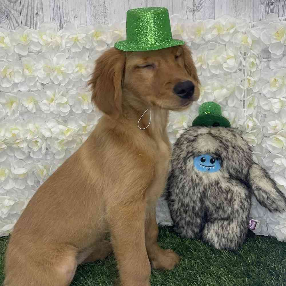 Female Golden Retriever Puppy for Sale in Braintree, MA
