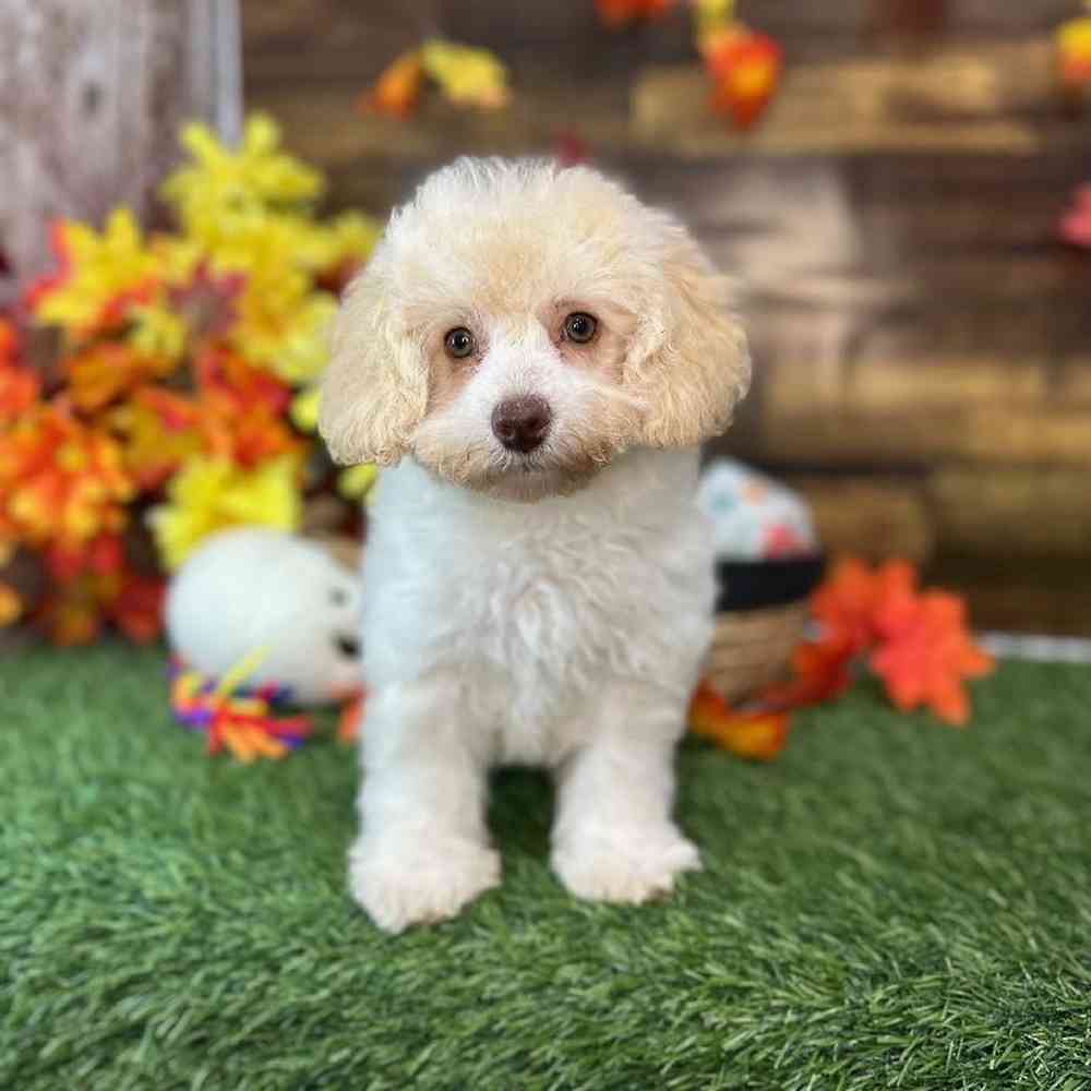Female Mini NewfyPoo Puppy for Sale in Saugus, MA