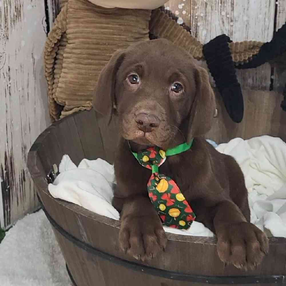 Male Labrador Retriever Puppy for Sale in Saugus, MA