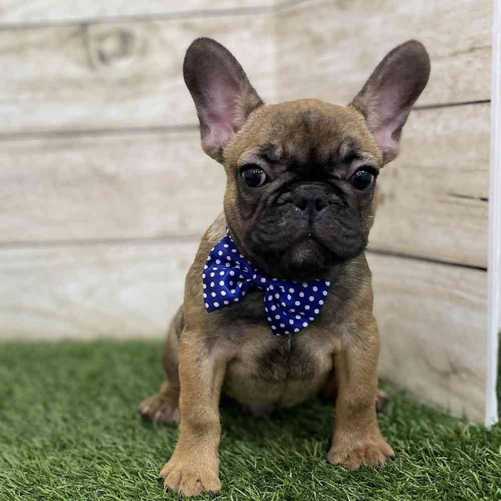 Male French Bulldog Puppy for Sale in Braintree, MA