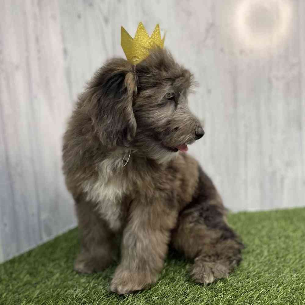 Male Mini Whoodle Puppy for sale