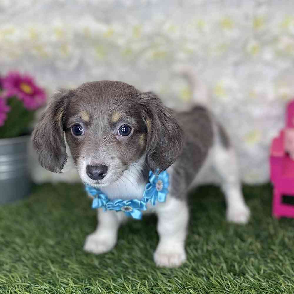 Female Chiweenie Puppy for Sale in Braintree, MA