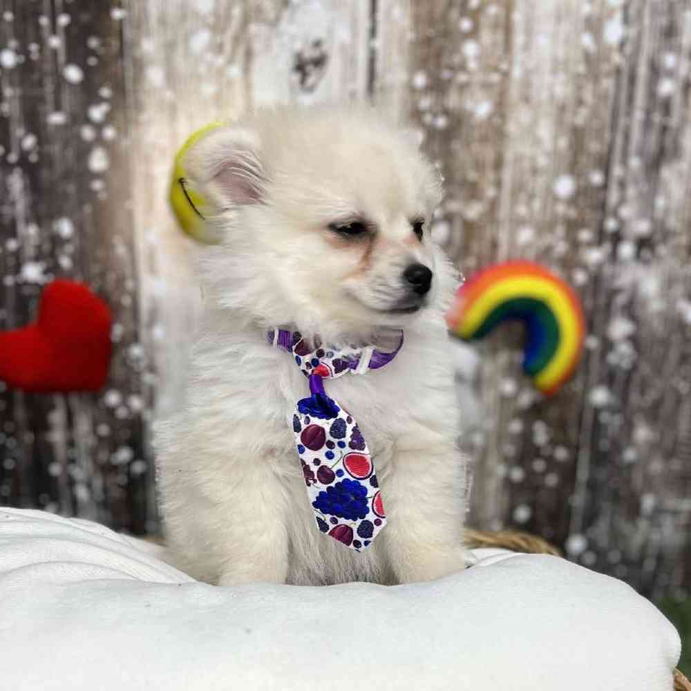 Male Pomimo Puppy for Sale in Saugus, MA