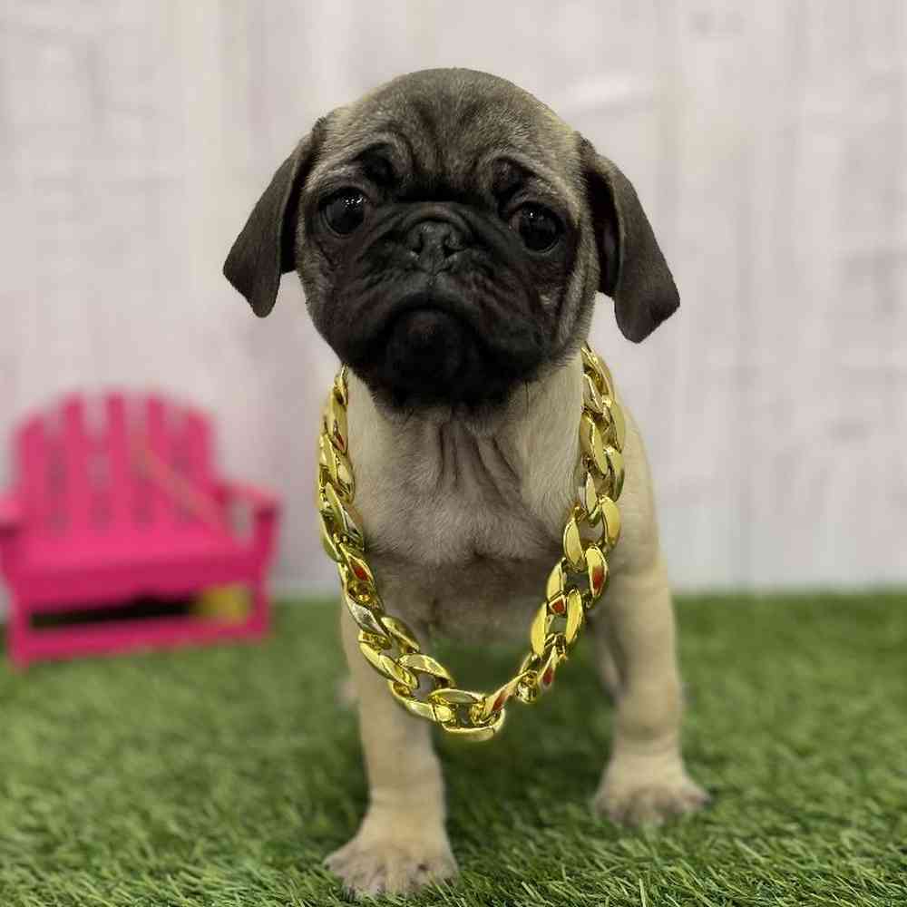 Male Pug Puppy for Sale in Braintree, MA