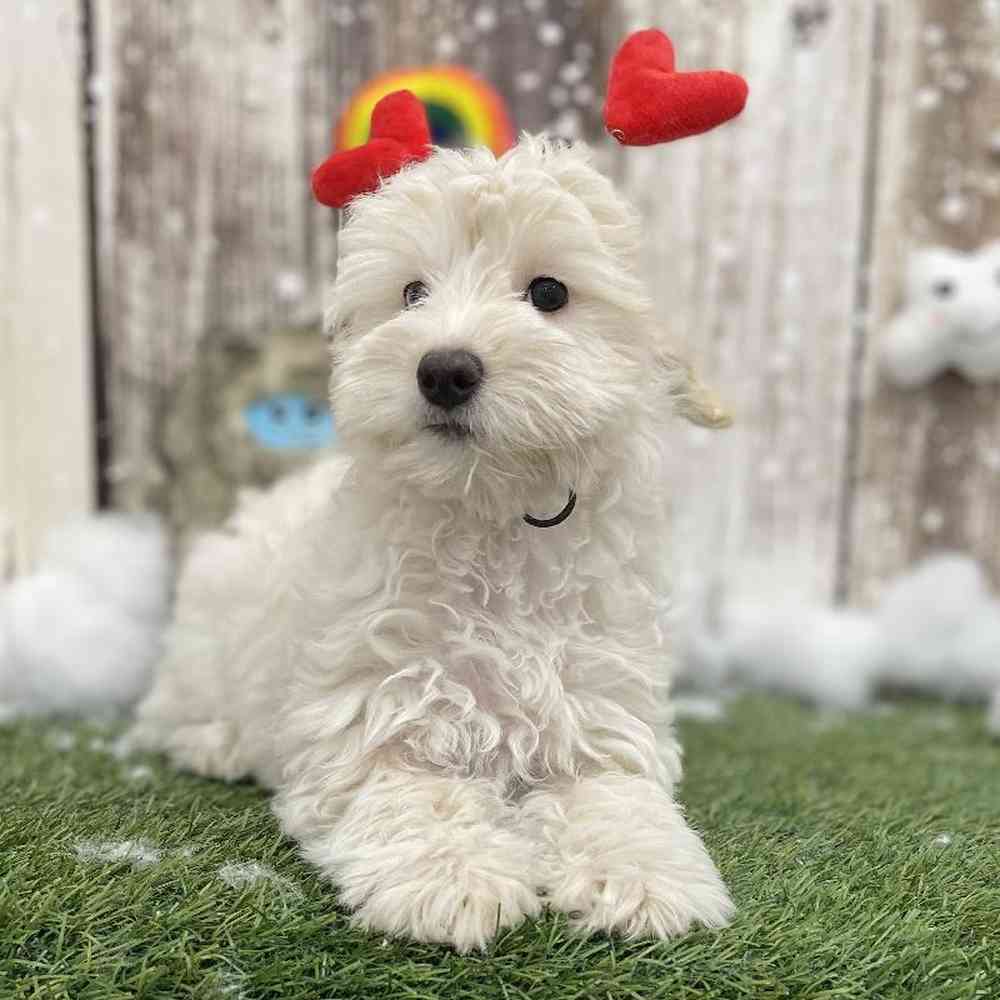 Female Mini Goldendoodle 2nd Gen Puppy for Sale in Braintree, MA