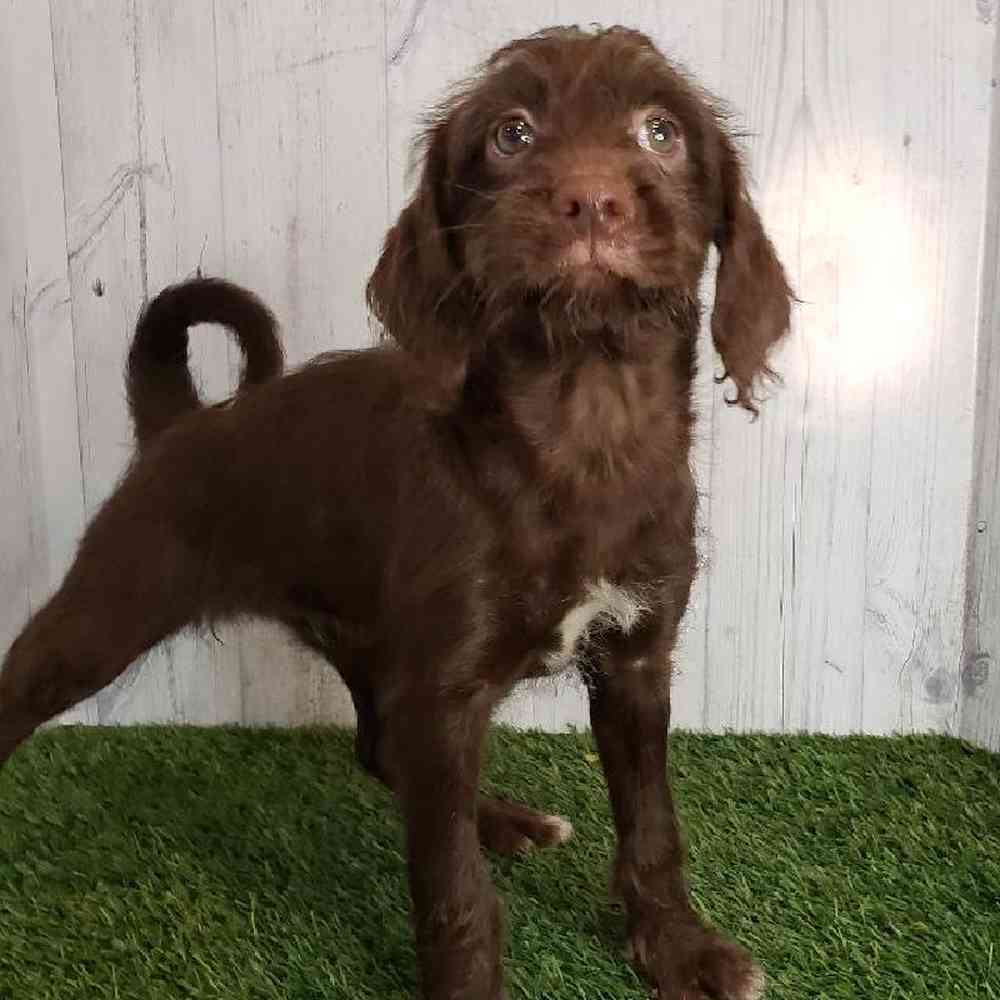 Female Mini Labradoodle Puppy for sale