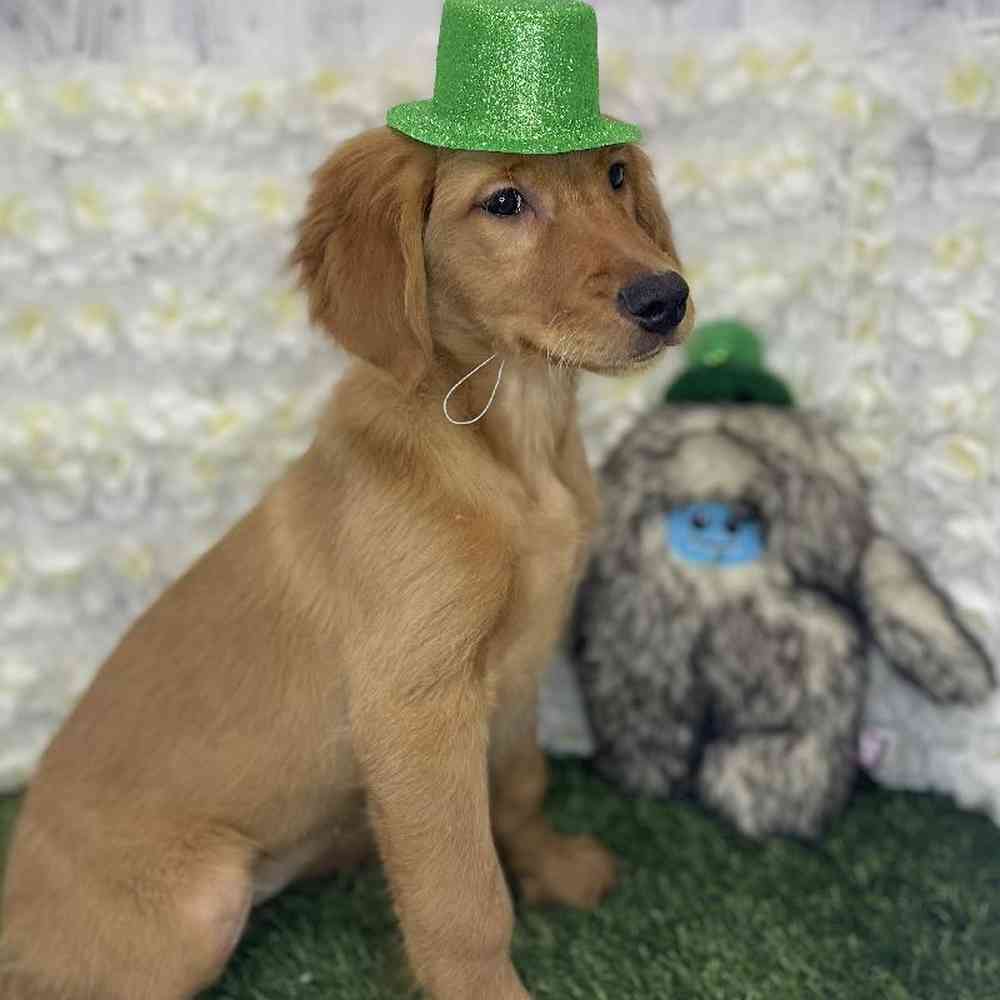Female Golden Retriever Puppy for Sale in Braintree, MA
