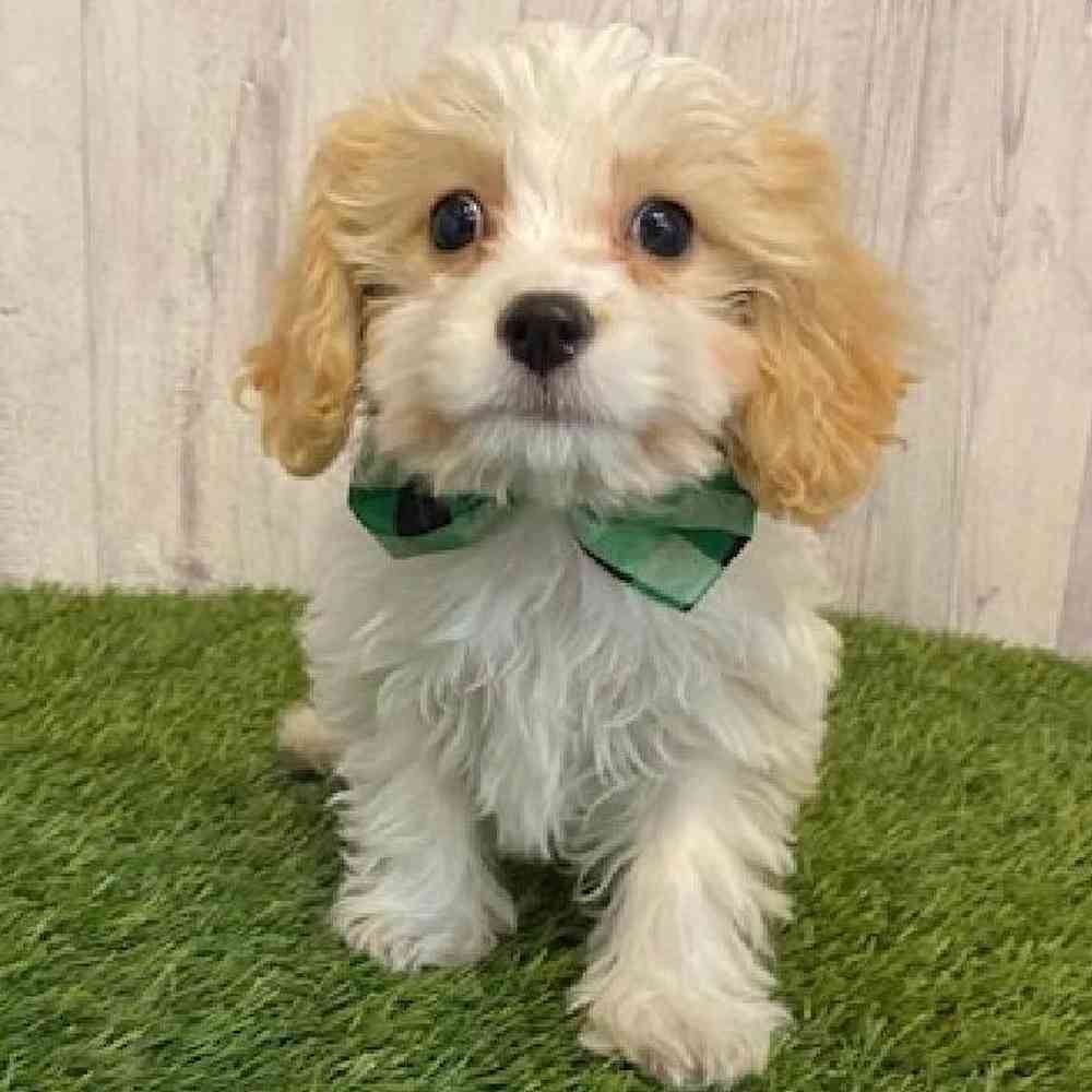 Male Cavachon Puppy for Sale in Saugus, MA