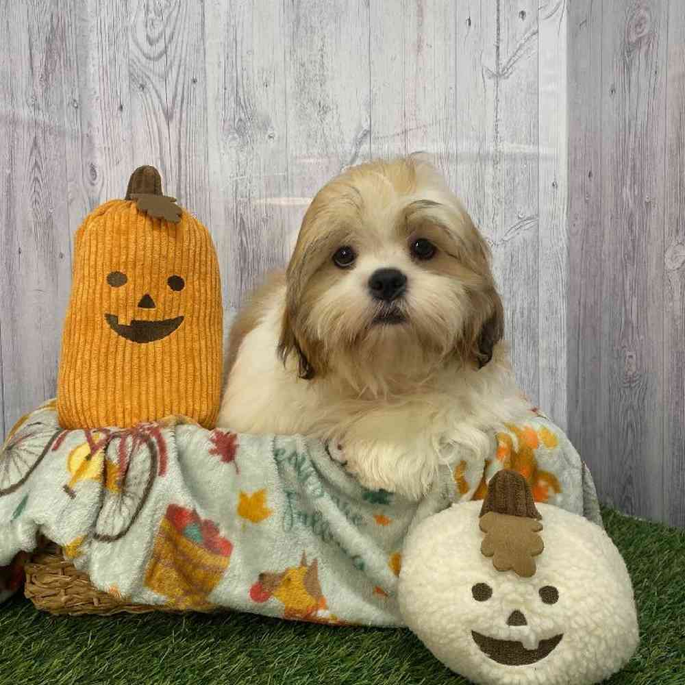 Male Shih Tzu Puppy for Sale in Saugus, MA