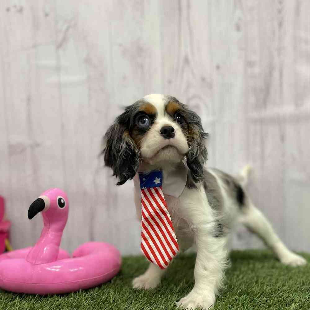 Male Cavalier King Charles Spaniel Puppy for Sale in Braintree, MA