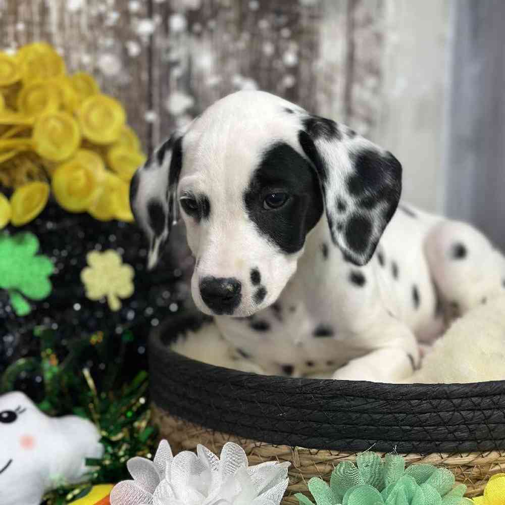 Female Dalmatian Puppy for Sale in Saugus, MA