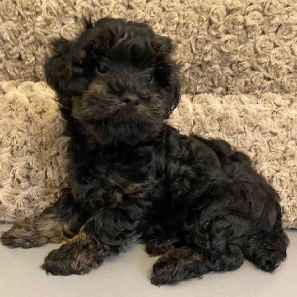 Male Yorkie-Poo Puppy for sale