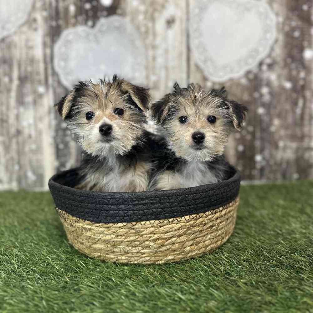 Male Morkie Puppy for Sale in Saugus, MA
