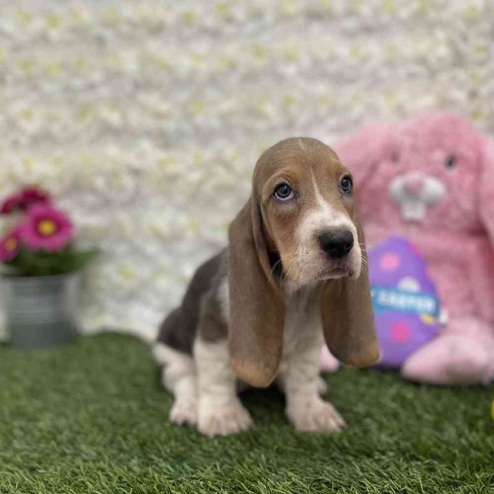 Female Basset Hound Puppy for Sale in Braintree, MA