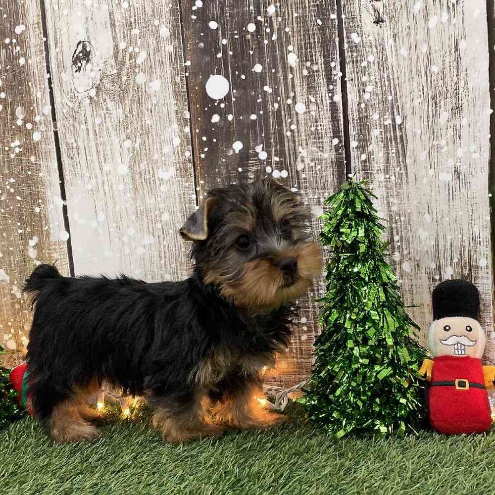 Male Silky Terrier Puppy for Sale in Braintree, MA