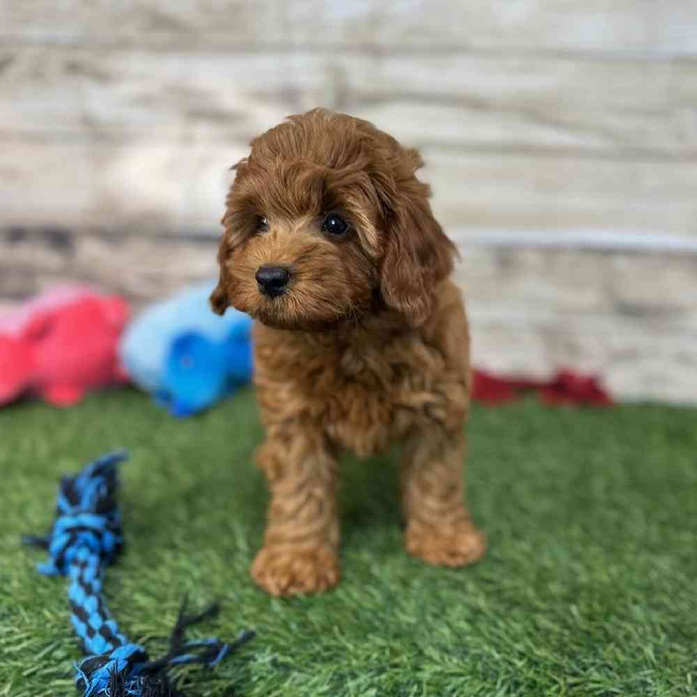 Male Mini Labradoodle 2nd Gen Puppy for Sale in Saugus, MA