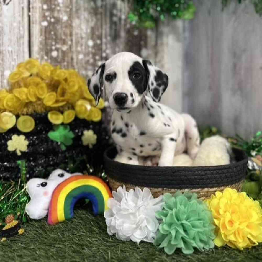 Female Dalmatian Puppy for Sale in Saugus, MA