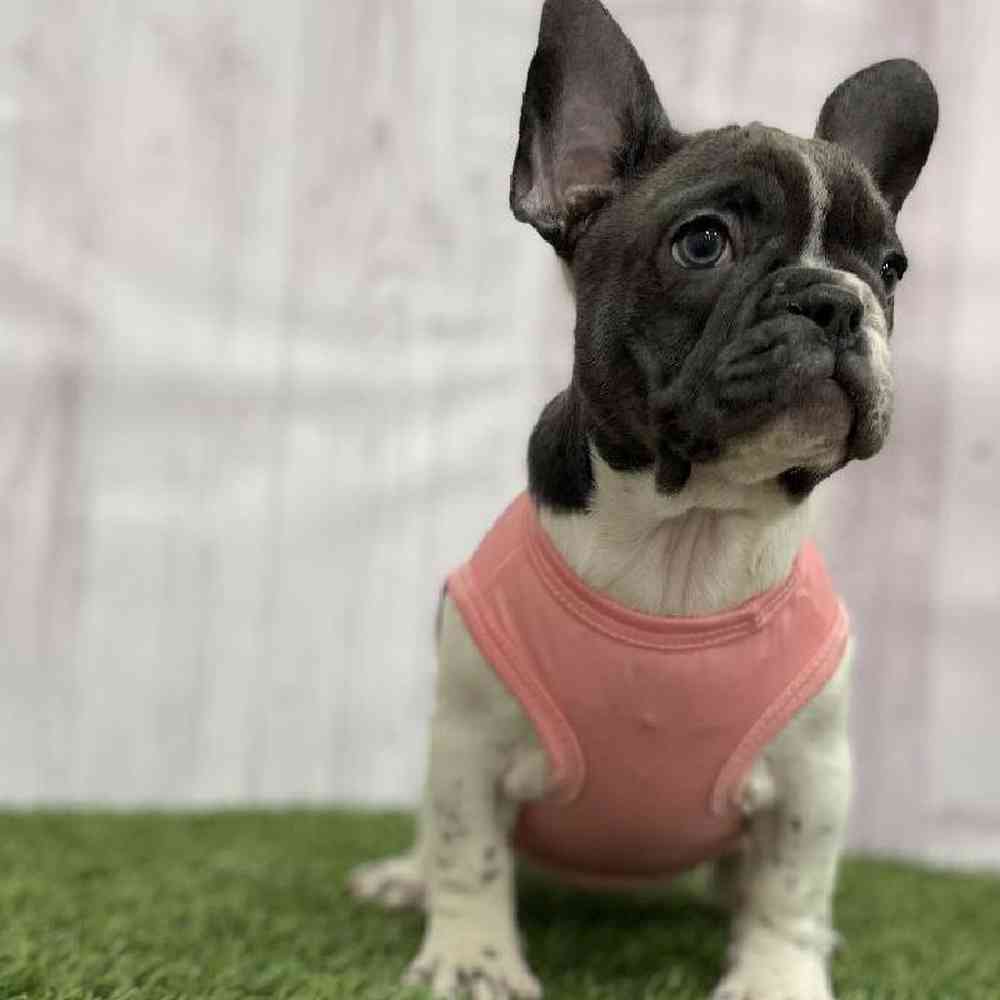 Female French Bulldog Puppy for Sale in Braintree, MA