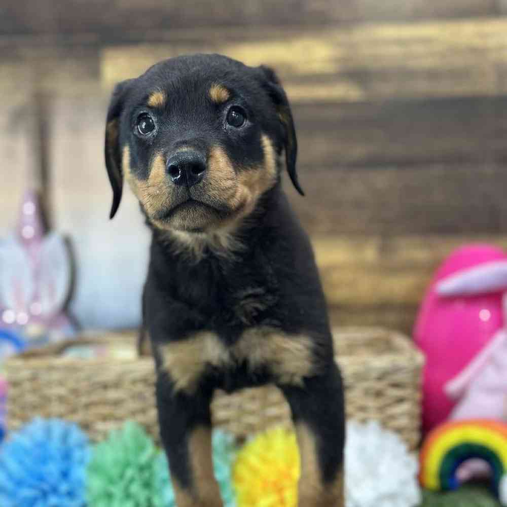 Female Rottweiler Puppy for Sale in Saugus, MA