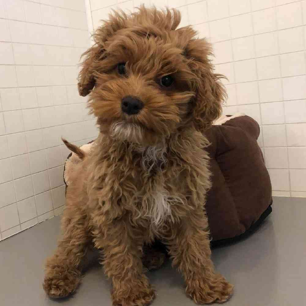 Female Cockapoo Puppy for sale