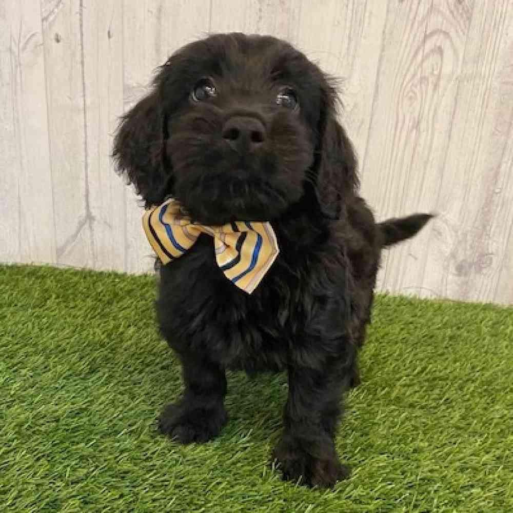 Male Mini Goldendoodle Puppy for sale