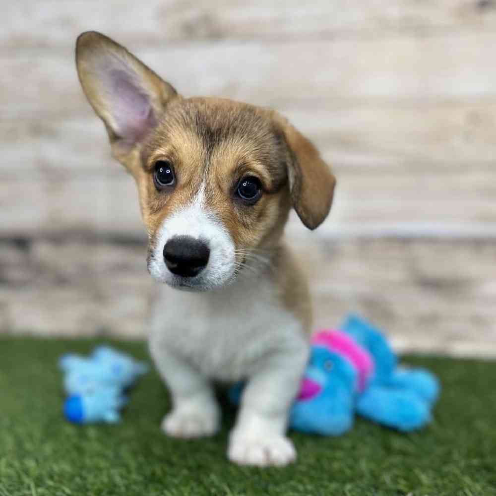 Male Pembroke Welsh Corgi Puppy for Sale in Saugus, MA