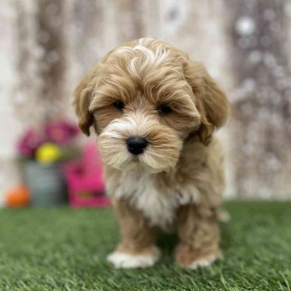 Male Lhasa-Poo Puppy for Sale in Braintree, MA