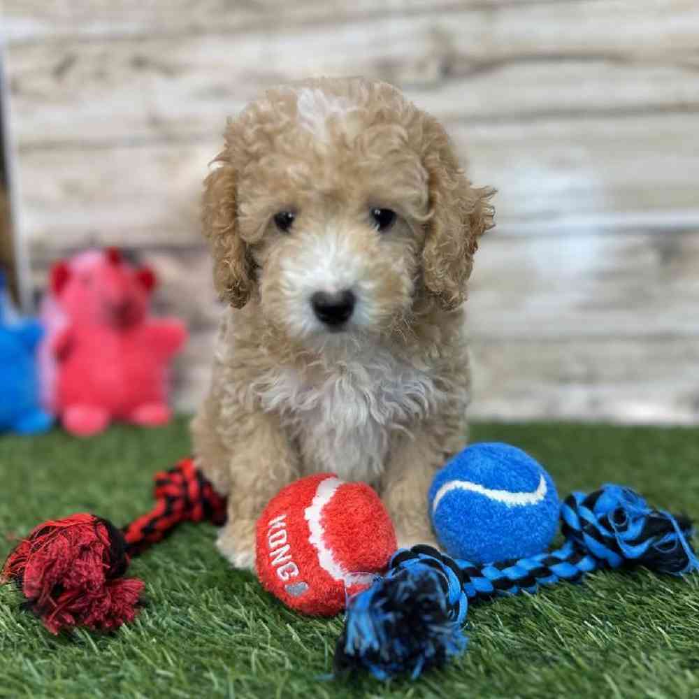 Male Poodle (MINI) Puppy for Sale in Saugus, MA