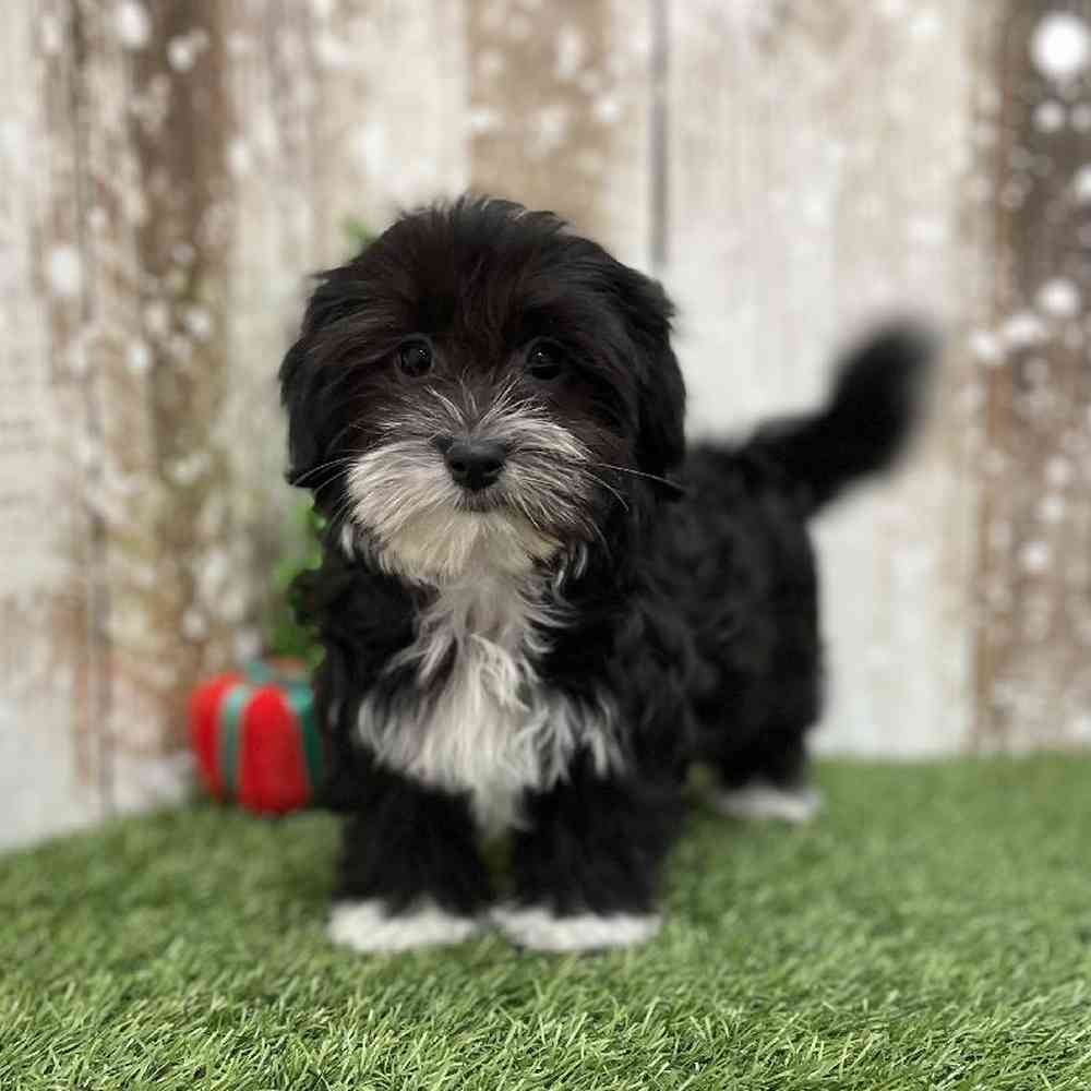 Female Havanese Puppy for Sale in Braintree, MA