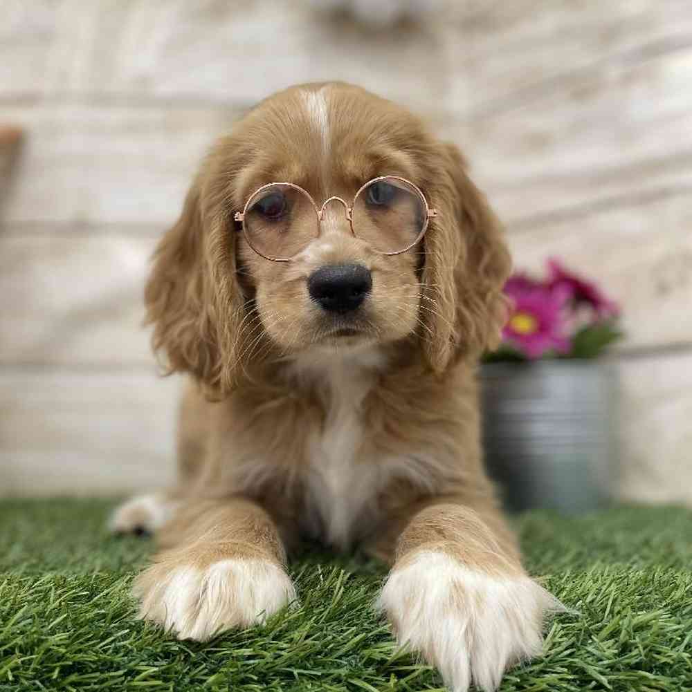 Female Golden Cocker Retriever Puppy for Sale in Braintree, MA