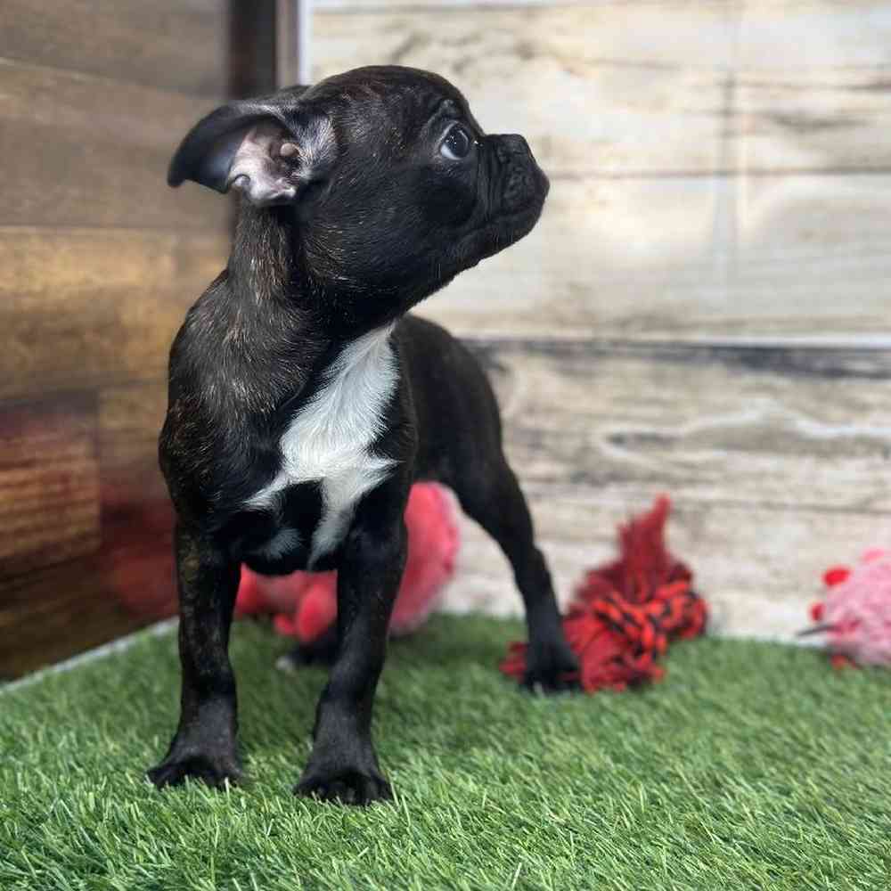 Female Bugg Puppy for Sale in Saugus, MA