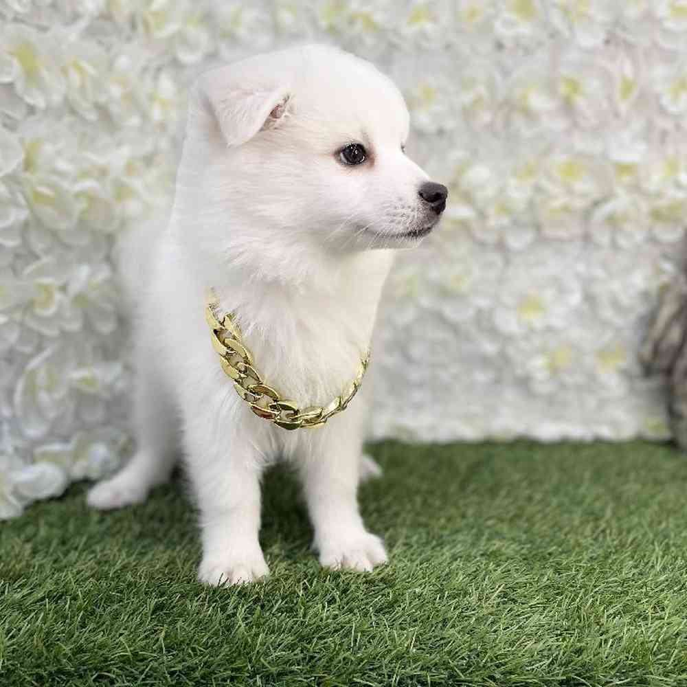 Male American Eskimo Puppy for Sale in Braintree, MA