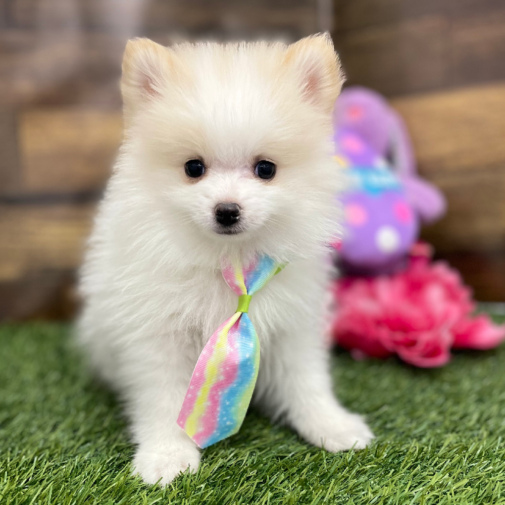 Male Pomeranian Puppy for Sale in Braintree, MA