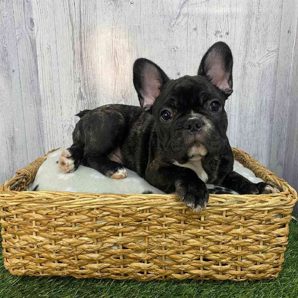 Male French Bulldog Puppy for Sale in Saugus, MA