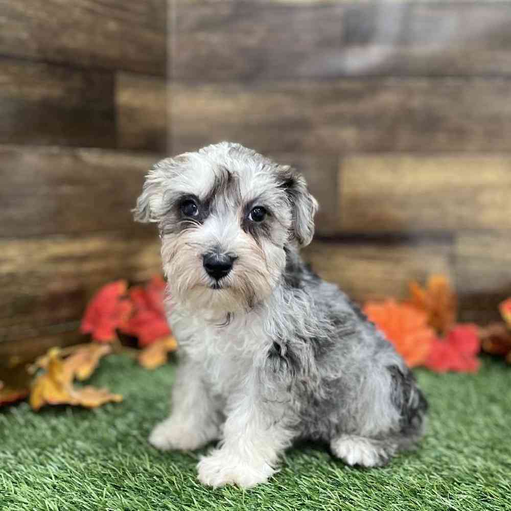 Male Miniature Schnauzer Puppy for Sale in Braintree, MA